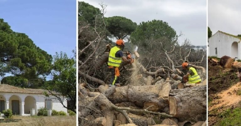 Tiraron en España el pino debajo del que está enterrado el burro del famoso poema 'Platero y yo'