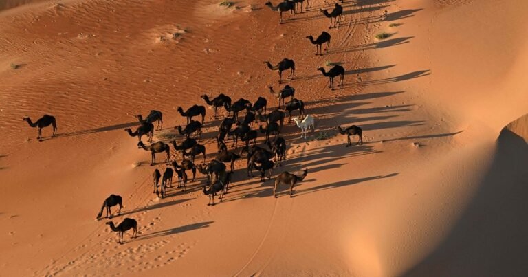 Rally Dakar: una caravana de camellos, el giro inesperado que marcó el histórico triunfo de Luciano Benavides por dos segundos de ventaja