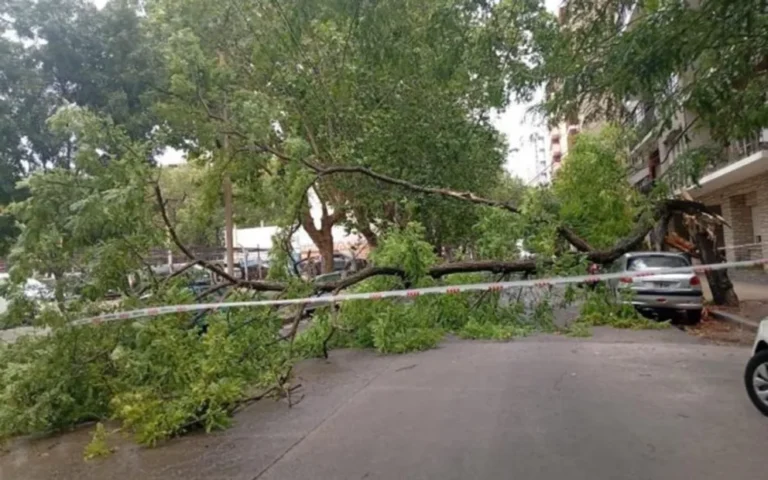 Fuertes ráfagas de viento causaron caída de árboles y voladuras de techos en Mar del Plata
