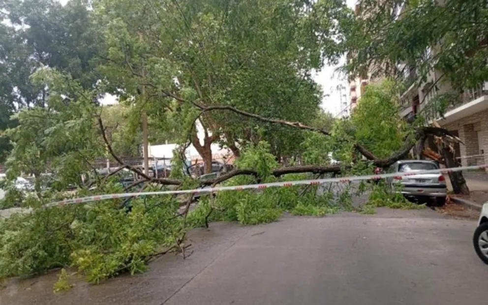 Fuertes ráfagas de viento causaron caída de árboles y voladuras de techos en Mar del Plata