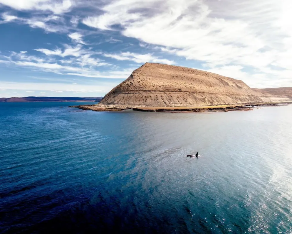 La orca que eligió Punta Marqués