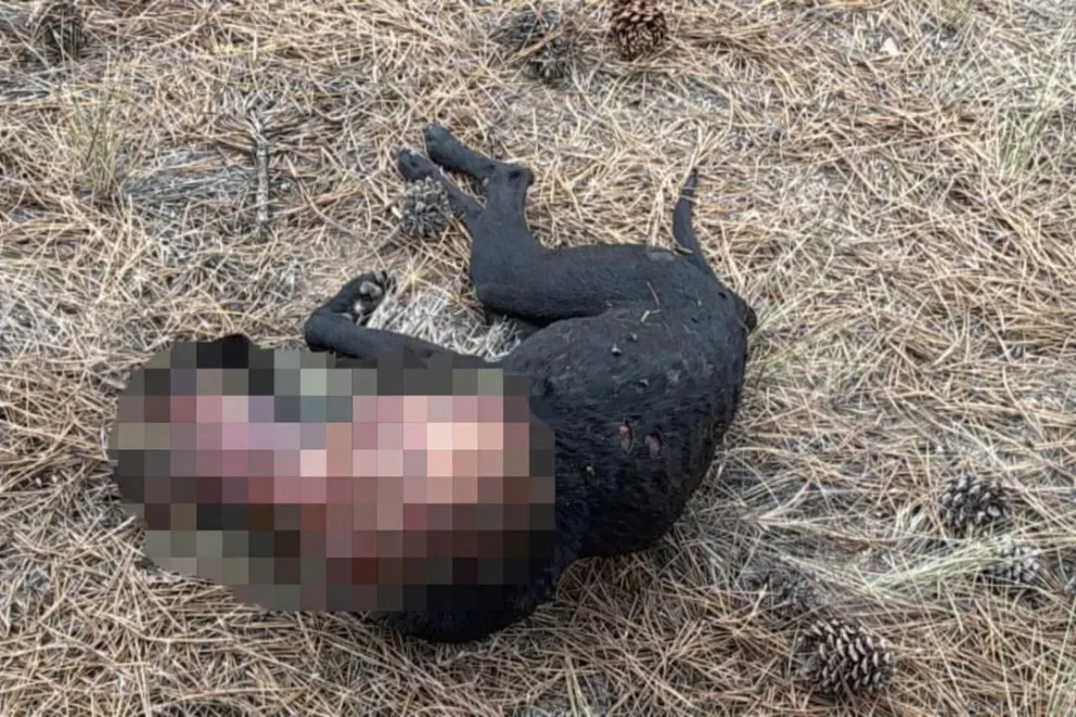 Horror: un hombre torturó y mató a la mascota de su pareja