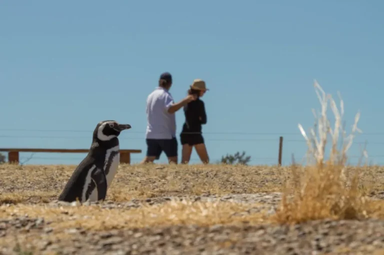 Áreas naturales protegidas de Chubut arrancaron el año con más de 17.500 visitantes