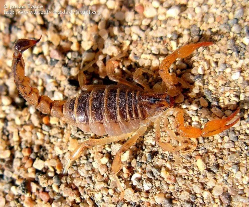 Brindan recomendaciones para evitar picaduras de animales ponzoñosos