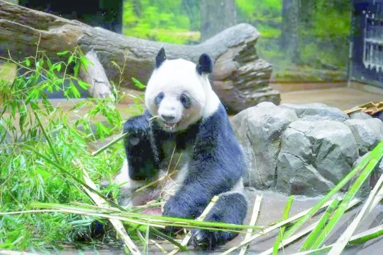 Partieron hacia China los últimos dos pandas que estaban en Japón