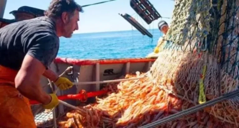 La temporada de langostino viene en baja y empresas piden que “baje la presión fiscal”
