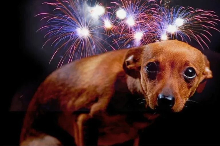 Trelew: Hubo más perros perdidos que en Navidad