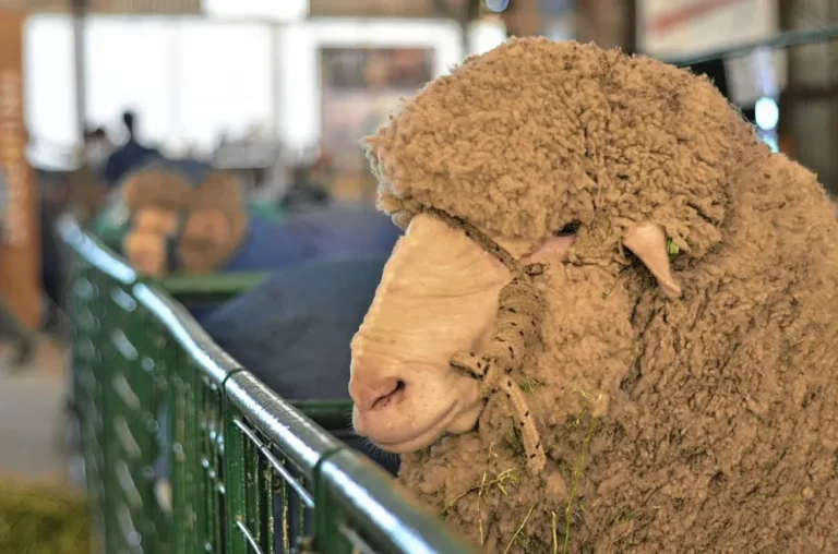 La Rural de Chubut apoya que se pueda exportar lana sucia desde los campos