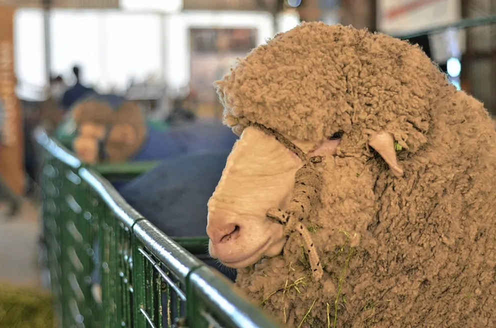 La Rural de Chubut apoya que se pueda exportar lana sucia desde los campos