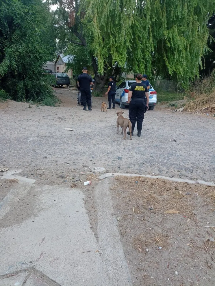 En allanamientos por maltrato animal rescatan a una perra pitbull y a sus cinco crías