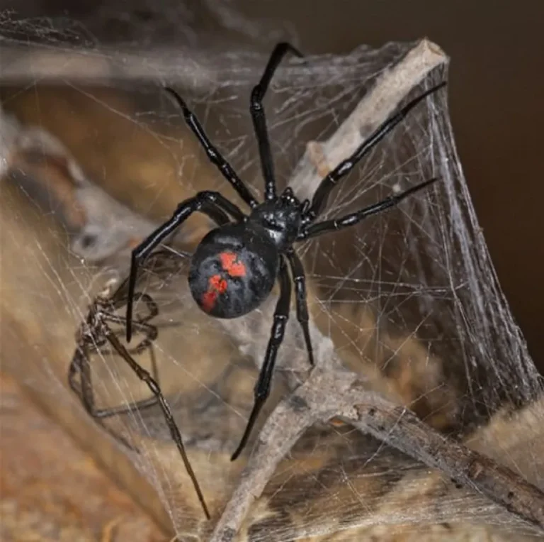 Crecieron las viudas negras en Trelew y Madryn