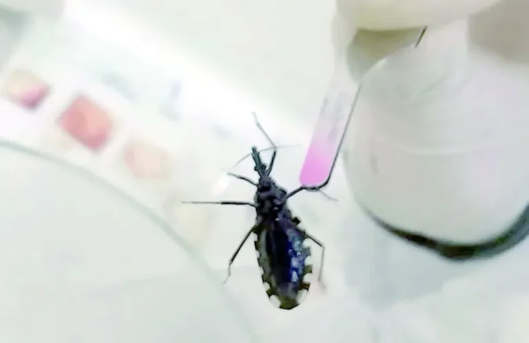 La cifra de vinchucas en Trelew y Madryn triplica la de otros años