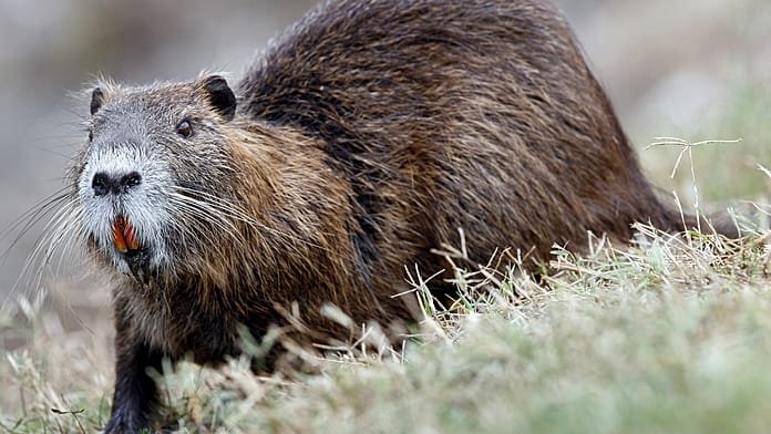 Alemania ofrece incentivos por las ratas castor: ¿Dispararlas, capturarlas o comerlas a la parrilla?