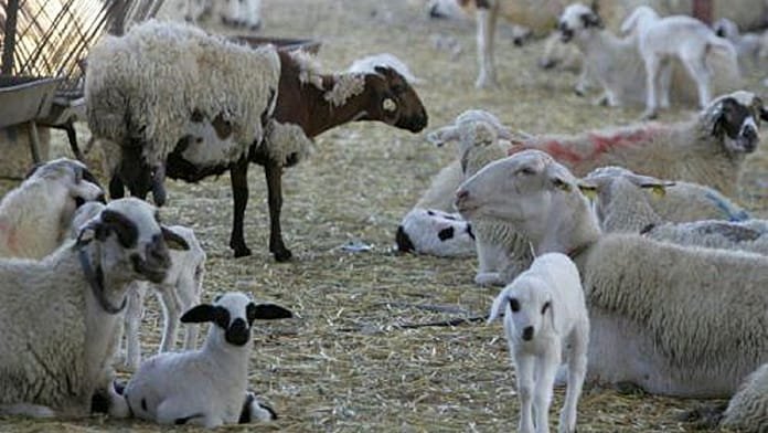 Chipre prohíbe el movimiento de ganado en todo el país tras detectar casos de fiebre aftosa
