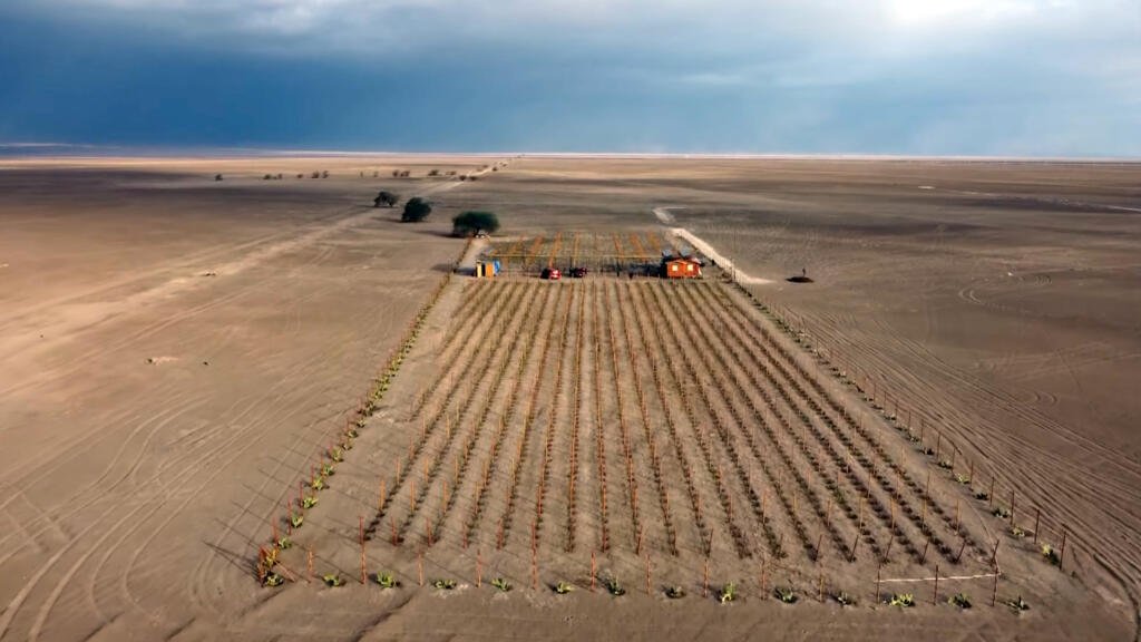 La historia del 'vino del desierto' que prospera en Atacama