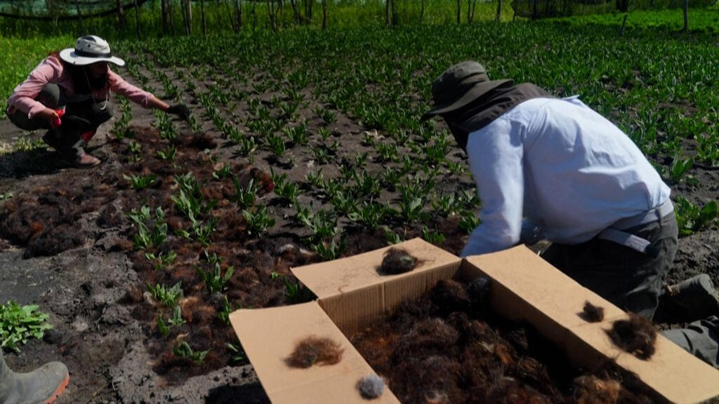 México: una ONG usa cabello para salvar islas agrícolas