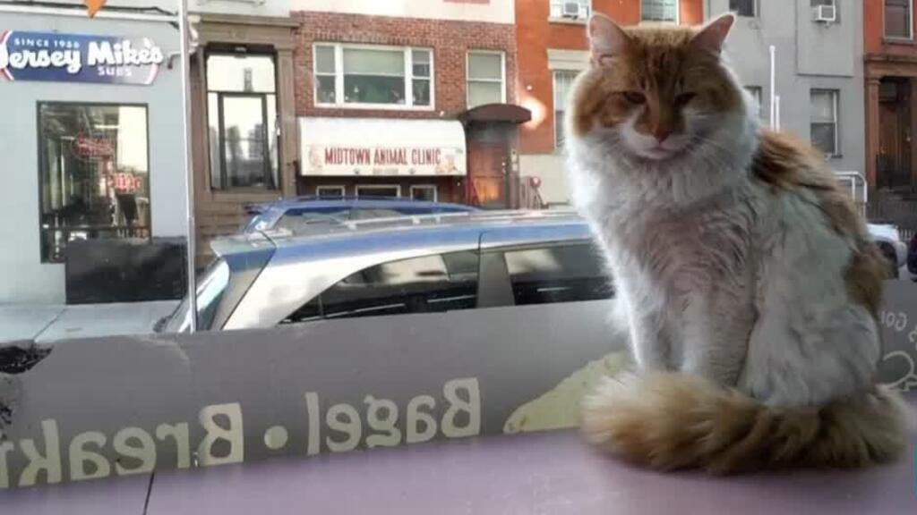 Nueva York quiere legalizar a los “gatos de bodega” de sus tiendas