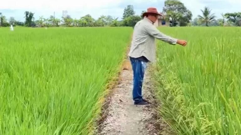 Guerra arancelaria entre Ecuador y Colombia intensifica crisis arrocera en Daule