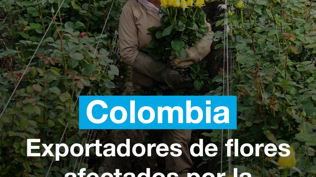 Exportadores de flores colombianos afectados por la caída del dolar