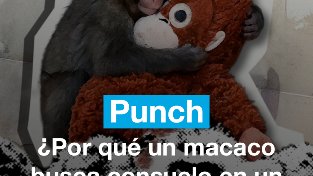 Punch: ¿por qué un macaco busca consuelo en un peluche de orangután?