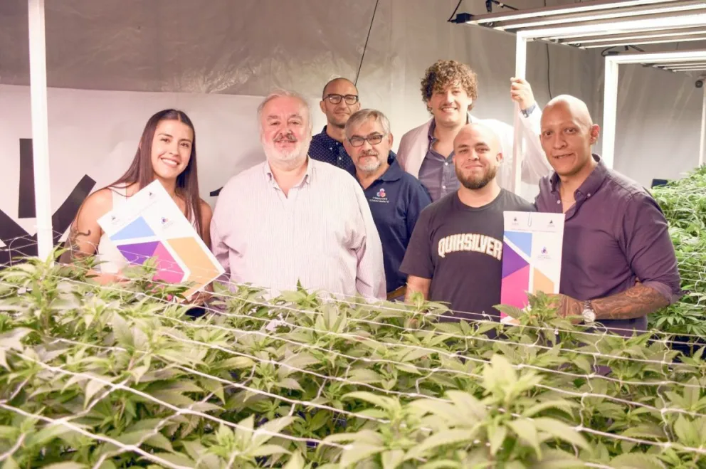 Comodoro impulsa planta piloto de aceite cannábico para uso veterinario