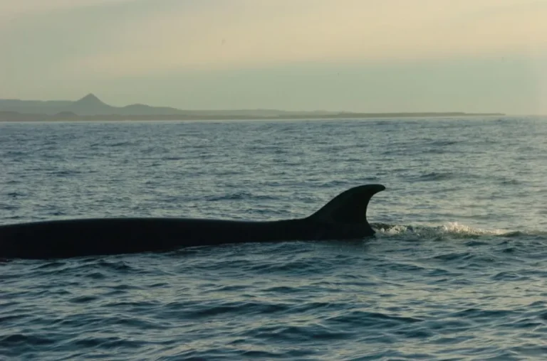 Las ballenas Sei, una visita cada vez más frecuente en el Golfo San Jorge