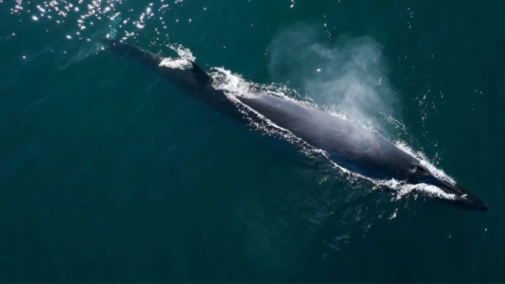 Rada Tilly inicia la temporada de avistaje de Ballena Sei