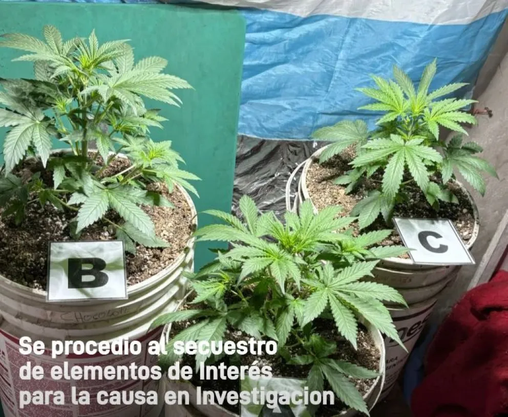 Rawson: Secuestran una pistola 9mm y plantas de marihuana tras allanamientos