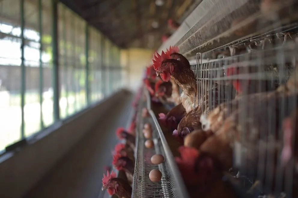 Influenza aviar: Argentina suspende exportaciones y revive pérdidas millonarias