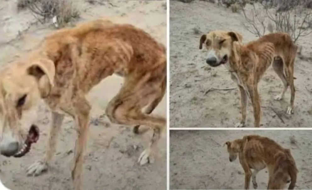 Maltrato animal en Puerto Madryn: hallaron un perro muerto dentro de una caja