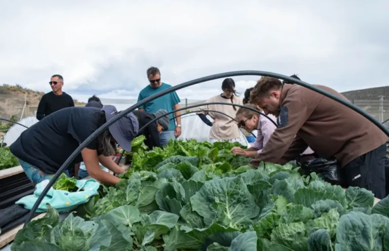 Rada Tilly abre la inscripción al Taller de Huerta Orgánica Biointensiva