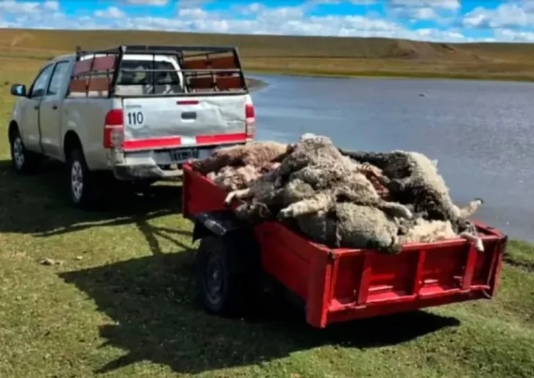 Una jauría mató más de cien corderos en una escuela agrotécnica de Tierra del Fuego