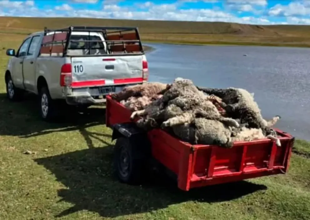 Una jauría mató más de cien corderos en una escuela agrotécnica de Tierra del Fuego