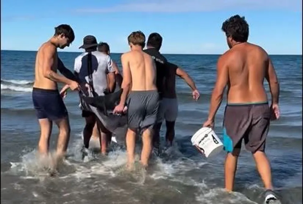 Rescataron y devolvieron al mar a un delfín común varado en Puerto Pirámides