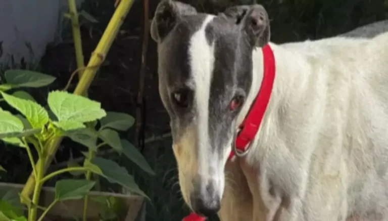 Final feliz: rescataron una galga usada para robo de ganado y ahora tiene hogar