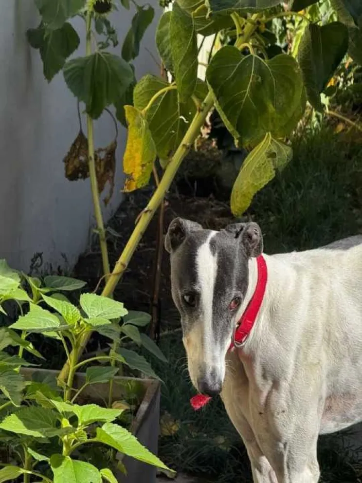 Madryn: Nueva vida para una galga rescatada en una causa por abigeato