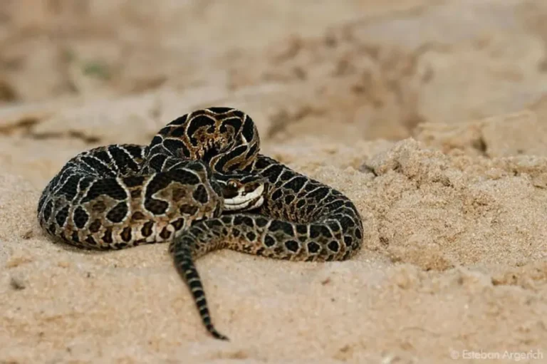 Adolescente hospitalizado tras ser mordido por una yarará en Santiago del Estero