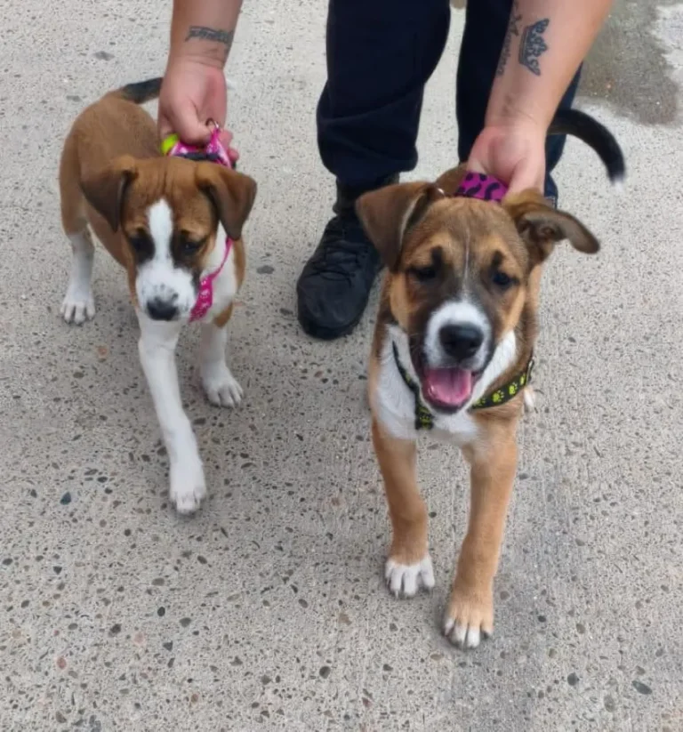 Buscan una familia para cachorros que fueron hallados atados bajo el sol y sin agua