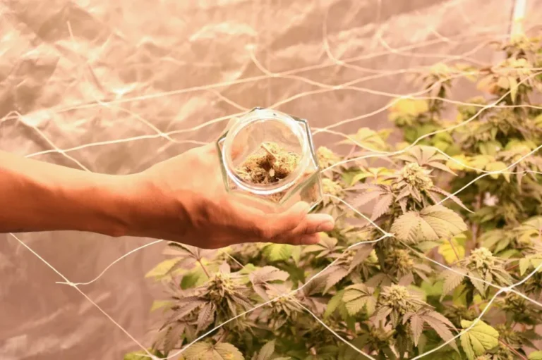 Impulsan aceite de cannabis veterinario en Comodoro: “La experiencia es muy positiva”