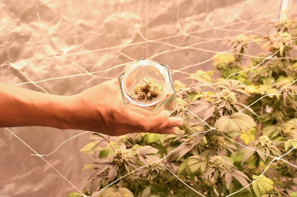 Impulsan aceite de cannabis veterinario en Comodoro: “La experiencia es muy positiva”