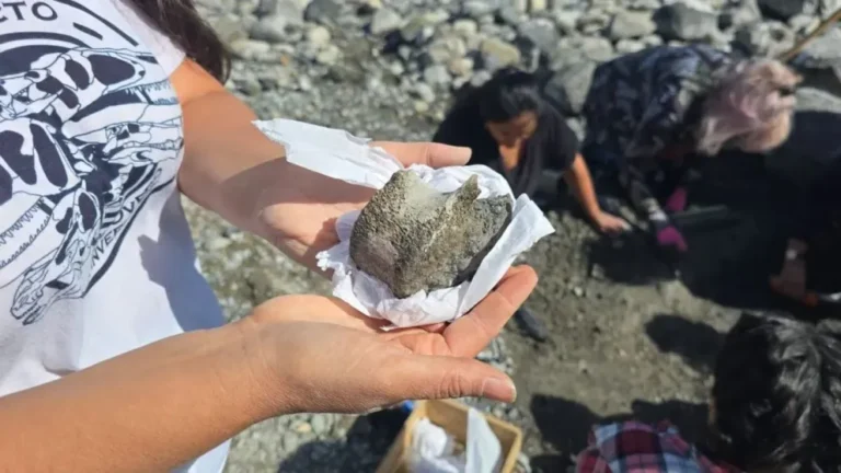 Hallazgo paleontológico en la Patagonia: Bajó el Nahuel Huapi y rescatan fósiles de un megaterio gigante