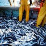 Redes ilegales y 3 mil cajones de merluza descartados: el impacto de la depredación pesquera en la Patagonia