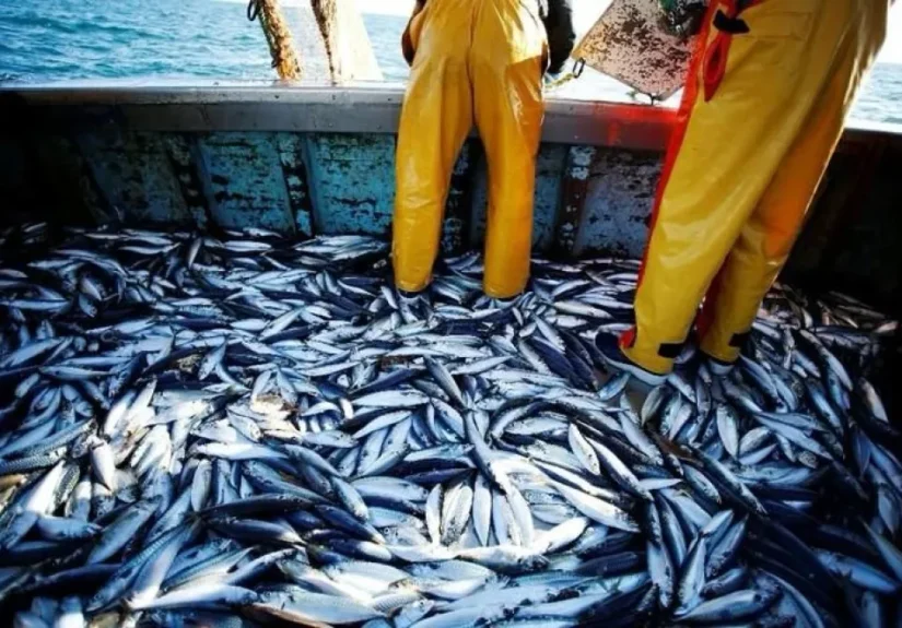 Redes ilegales y 3 mil cajones de merluza descartados: el impacto de la depredación pesquera en la Patagonia