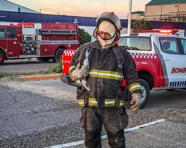 Rescataron a un pingüino que cayó en una cámara séptica frente a una pesquera