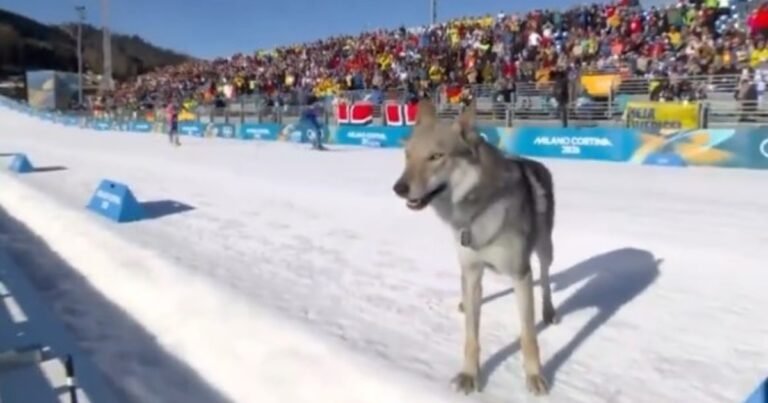 Tensión en los Juegos Olímpicos de Invierno: un perro lobo irrumpió en plena pista, cruzó la meta y olfateó a una esquiadora argentina