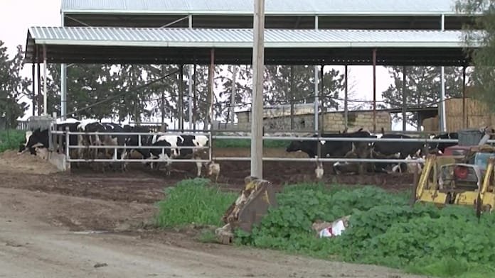 Un nuevo brote de fiebre aftosa en Chipre impone fuertes restricciones y multas