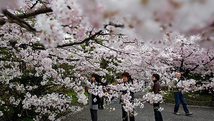 Japón, Tokio inicia la temporada de sakura con pícnics en el parque Ueno
