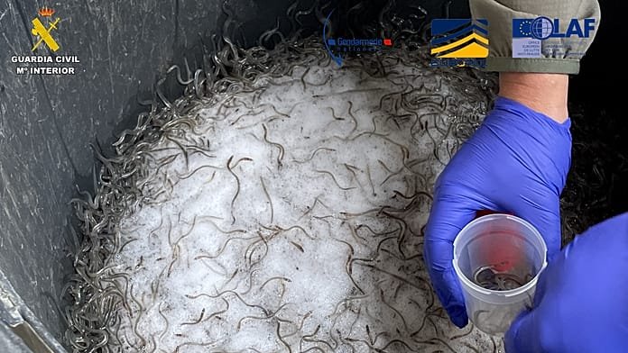 Explotando ilegalmente la angula europea: 10 arrestados en España y Francia, 400 kilos requisados