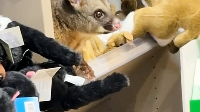 Una zarigüeya viva se cuela entre peluches en el aeropuerto de Hobart (Australia)