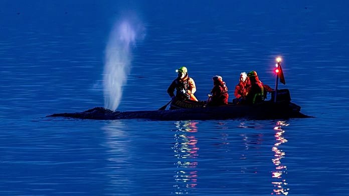 Se desvanecen las esperanzas, intentan reflotar a una ballena jorobada varada en el Báltico alemán